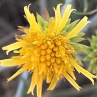 بذور العرفج