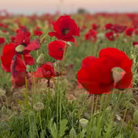 بذور الديدحان - شقائق النعمان
