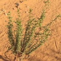 بذور العاذر