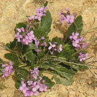 بذور اليهق | الجرجير البري