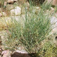 بذور الثمام