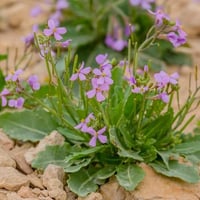 بذور اليهق | الجرجير البري