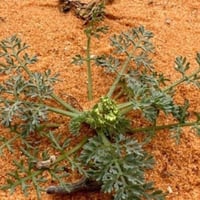 بذور البسباس | الشمر