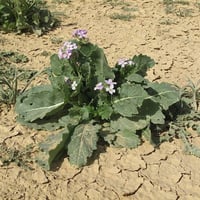 بذور اليهق | الجرجير البري