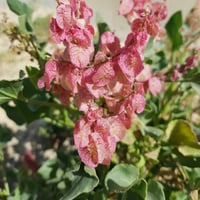 بذور الحميض