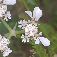بذور البسباس | الشمر
