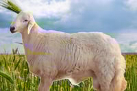 خروف بلدي كبير