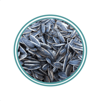 حب شمسي مالح