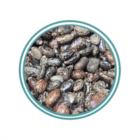 حب الخروع 250جرم