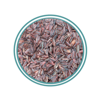 حب شمسي مدخن فاخر