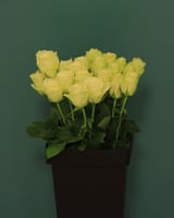 جوري ابيض Rose Athena بنش 10 حبات