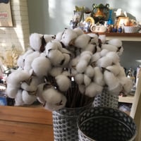 وردة القطن - مجفف