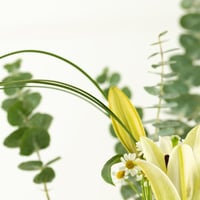 فازة وادي الريان