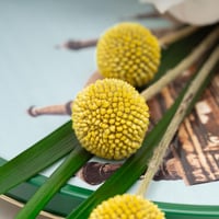 اصابع البقلاوة بالكاجو والشوكولاتة من باب شرقي مع...