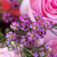 باقة انفاس الاميرة الوردية