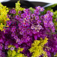 باقة عقدة الليل المزهرة