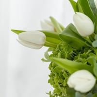 فازة نسيم الفردوس