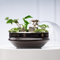 تيراريوم القبة