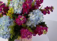 فازة الهيدرنجيا والمتيولا