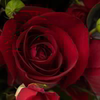 مزهرية الجوري الراقية