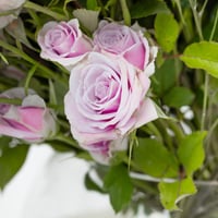 فازة موف ماجيك