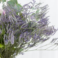 فازة موف ماجيك