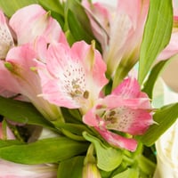 باقة سولداجو مع شوكلت جولدن تاتش