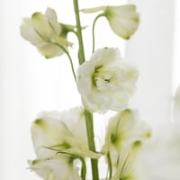 فازة روضة الفخار