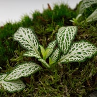 تيراريوم الفتونيا الخضراء