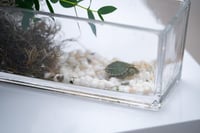 فازة السلحفاة الفريدة