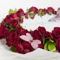 فراشة الكرملين