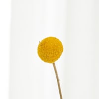 فازة لمسة فراشة ذهبية