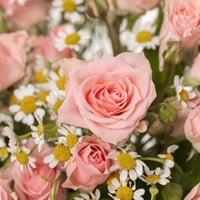 فازة سكر بنات