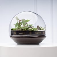 تيراريوم القبة