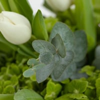 فازة نسيم الفردوس