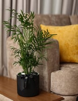 فازة نبتة شاميدوريا