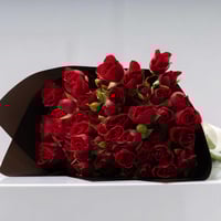 اشراقة الأحمر مع شوكلت ليفو