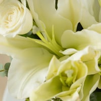 فازة السلام