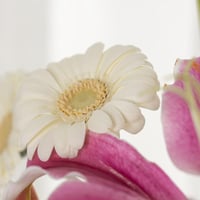 فازة سكر بنات