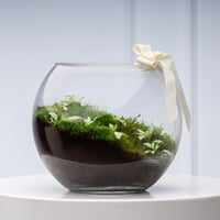 تيراريوم الفتونيا الخضراء