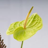 مزهرية النسيم الدافيء مع مكعبات الكراميل من هانوفي...