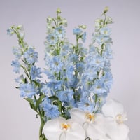 فازة روعة التصاميم