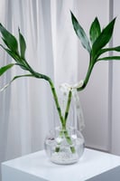 فازة سكون البحيرة