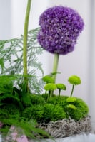 فازة اشراقة الليوم