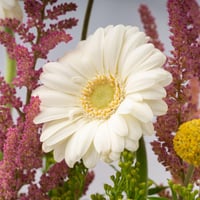 مزهرية الربيع المزهر مع ترافل الشوكولاتة من هانوفي...