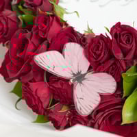 فراشة الكرملين