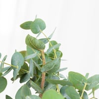 فازة نار بريئة