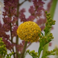 مزهرية الحديقة الصغيرة