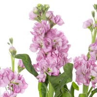 فازة بداية جديدة