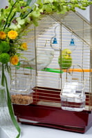 قفص عصافير الحب